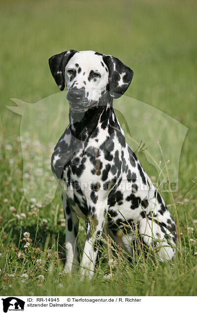sitzender Dalmatiner / sitting Dalmatian / RR-14945