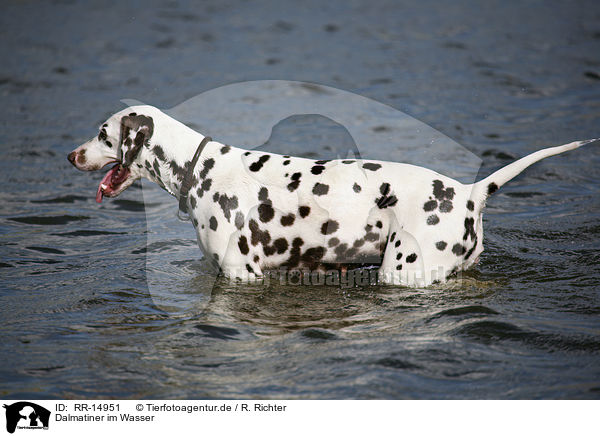 Dalmatiner im Wasser / Dalmatian / RR-14951