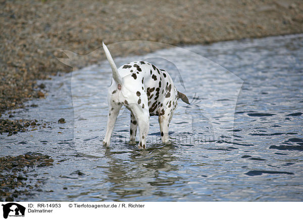 Dalmatiner / Dalmatian / RR-14953