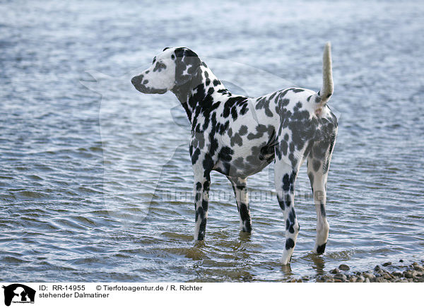 stehender Dalmatiner / standing Dalmatian / RR-14955
