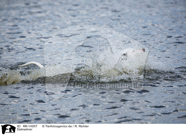 Dalmatiner / Dalmatian / RR-14957