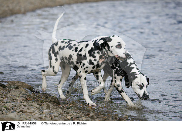 Dalmatiner / Dalmatian / RR-14958