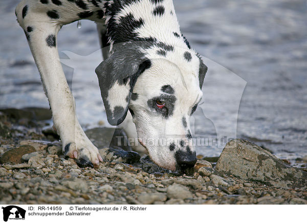 schnuppernder Dalmatiner / snuffling Dalmatian / RR-14959