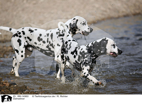 Dalmatiner / Dalmatian / RR-14960
