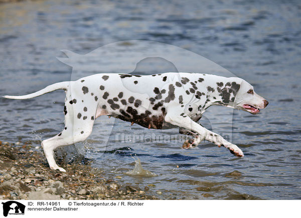 rennender Dalmatiner / running Dalmatian / RR-14961