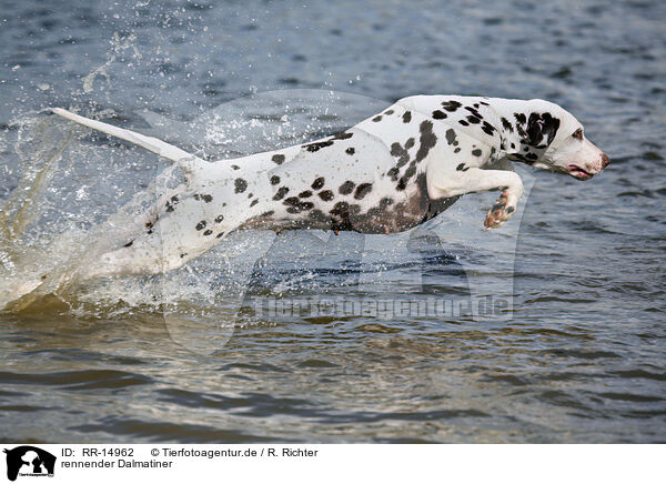 rennender Dalmatiner / running Dalmatian / RR-14962