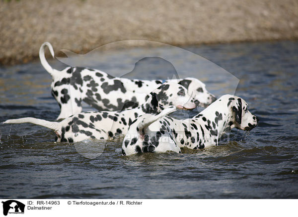 Dalmatiner / Dalmatian / RR-14963