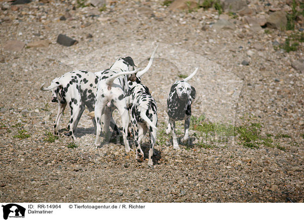 Dalmatiner / Dalmatian / RR-14964
