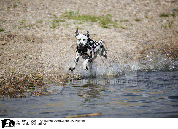 rennender Dalmatiner / running Dalmatian / RR-14965