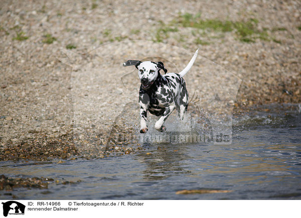 rennender Dalmatiner / running Dalmatian / RR-14966