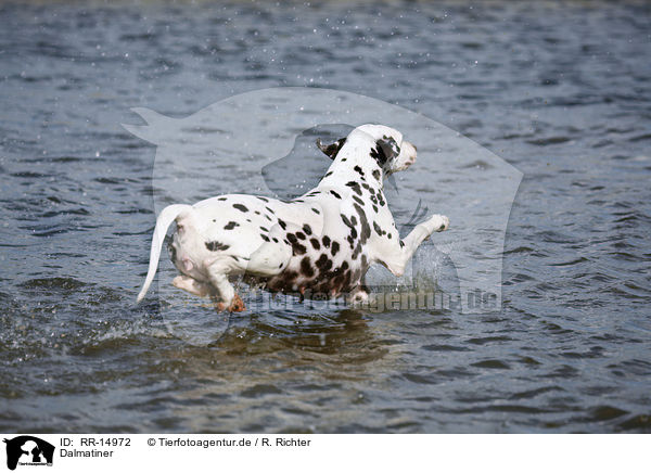Dalmatiner / Dalmatian / RR-14972