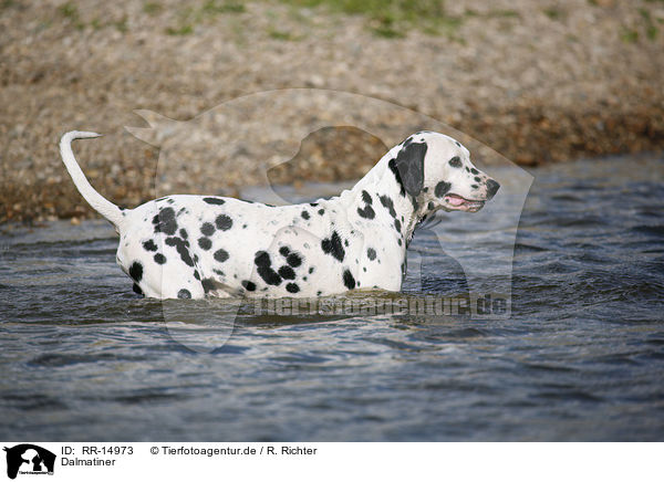 Dalmatiner / Dalmatian / RR-14973
