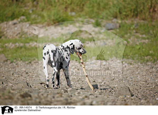 spielender Dalmatiner / playing Dalmatian / RR-14974