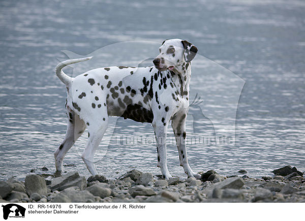 stehender Dalmatiner / standing Dalmatian / RR-14976