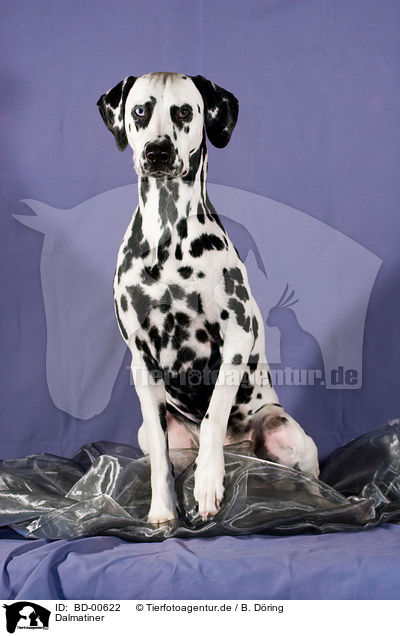 Dalmatiner / Dalmatian / BD-00622