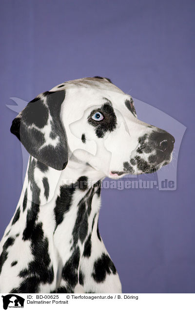 Dalmatiner Portrait / Dalmatian Portrait / BD-00625