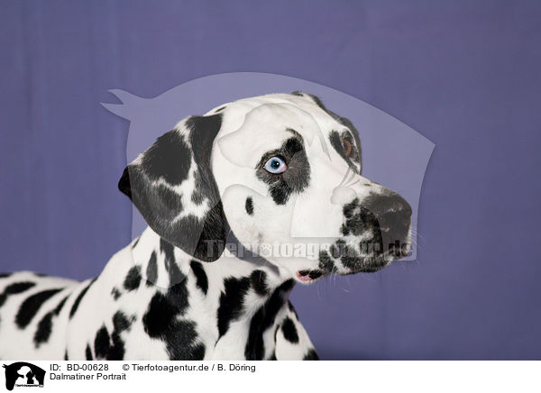 Dalmatiner Portrait / Dalmatian Portrait / BD-00628