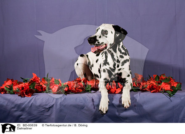 Dalmatiner / Dalmatian / BD-00639