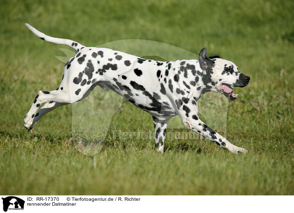 rennender Dalmatiner / running Dalmatian / RR-17370