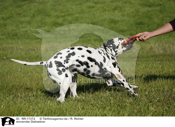 rennender Dalmatiner / running Dalmatian / RR-17372