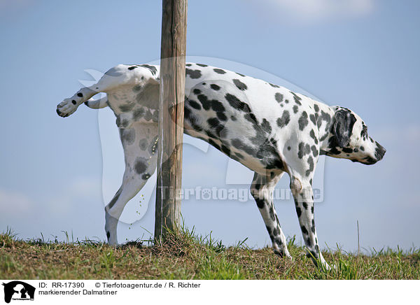 markierender Dalmatiner / marking Dalmatian / RR-17390