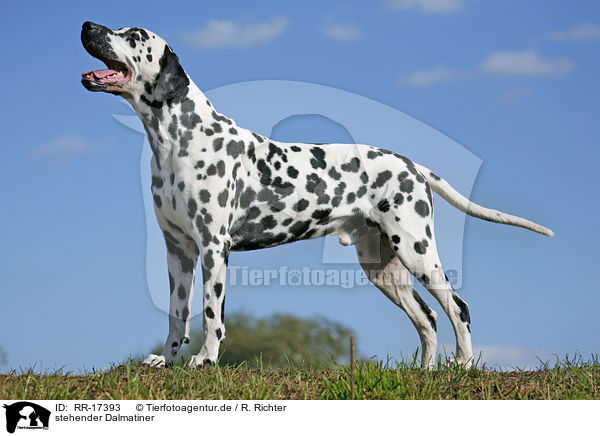 stehender Dalmatiner / standing Dalmatian / RR-17393