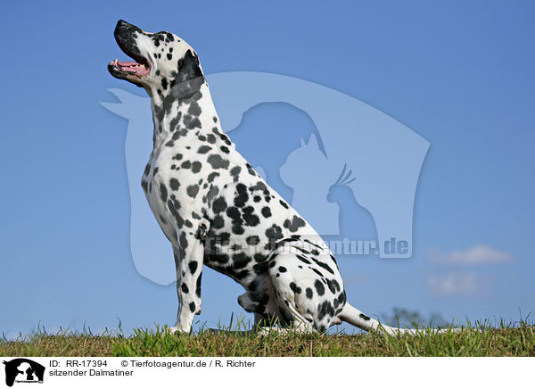 sitzender Dalmatiner / sitting Dalmatian / RR-17394