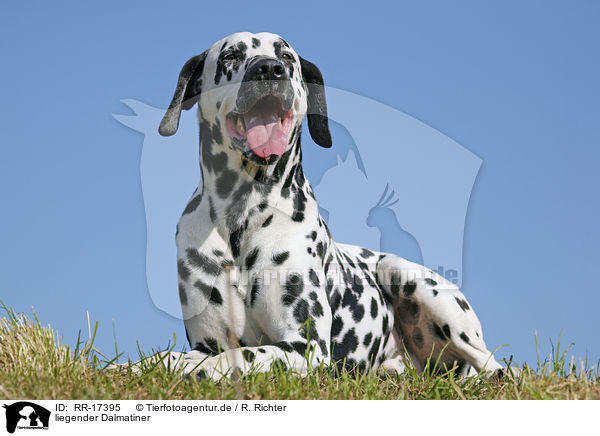 liegender Dalmatiner / lying Dalmatian / RR-17395