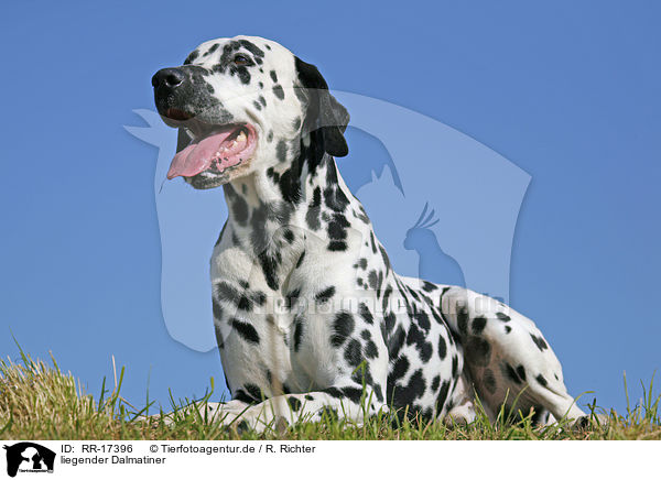 liegender Dalmatiner / lying Dalmatian / RR-17396