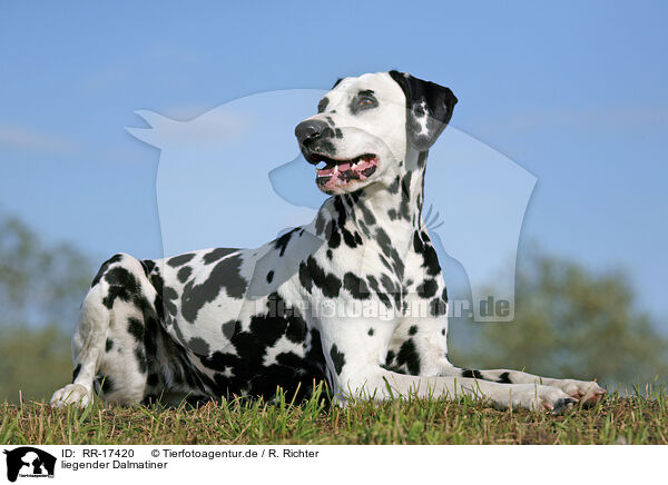liegender Dalmatiner / lying Dalmatian / RR-17420
