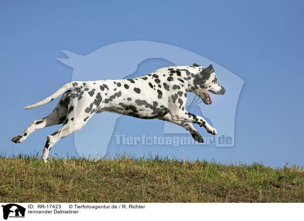 rennender Dalmatiner / running Dalmatian / RR-17423