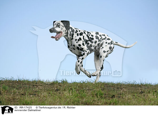 rennender Dalmatiner / running Dalmatian / RR-17425