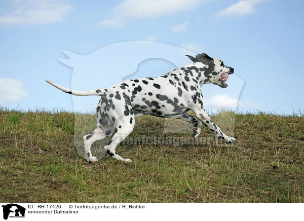 rennender Dalmatiner / running Dalmatian / RR-17426