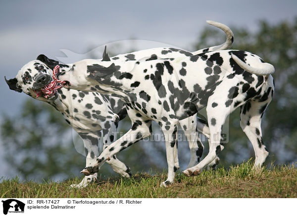 spielende Dalmatiner / playing Dalmatians / RR-17427