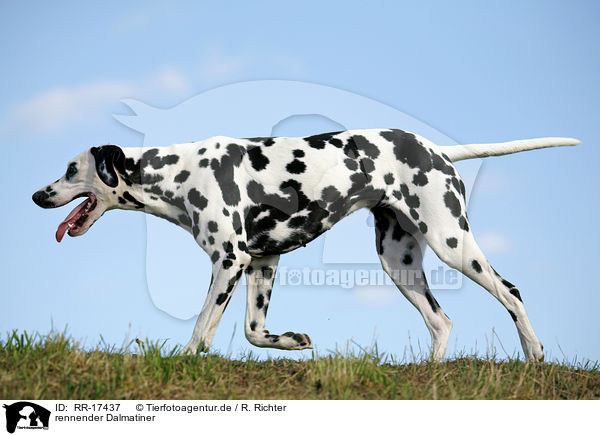 rennender Dalmatiner / running Dalmatian / RR-17437