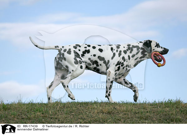rennender Dalmatiner / running Dalmatian / RR-17439