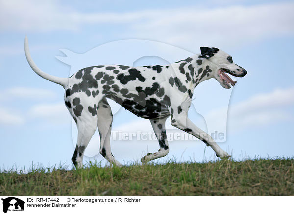 rennender Dalmatiner / running Dalmatian / RR-17442