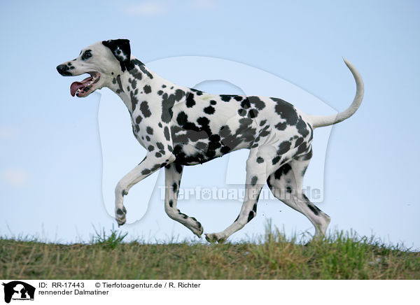 rennender Dalmatiner / running Dalmatian / RR-17443