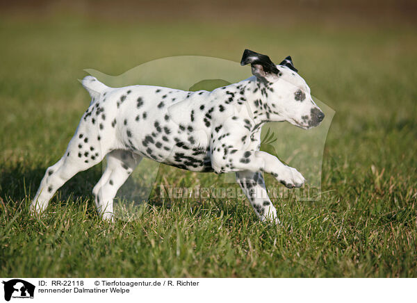 rennender Dalmatiner Welpe / running Dalmatian Puppy / RR-22118