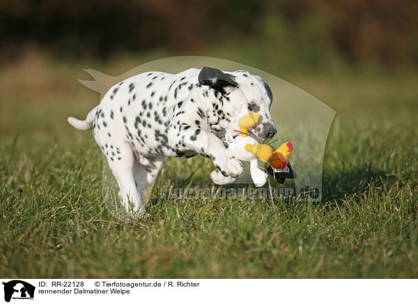 rennender Dalmatiner Welpe / running Dalmatian Puppy / RR-22128