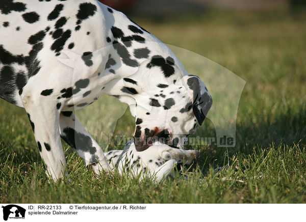 spielende Dalmatiner / playing Dalmatians / RR-22133