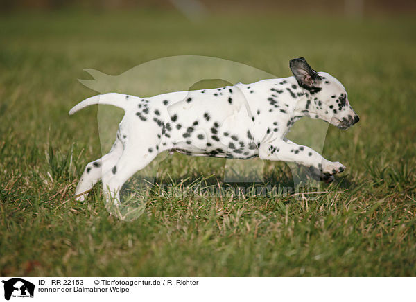 rennender Dalmatiner Welpe / running Dalmatian Puppy / RR-22153