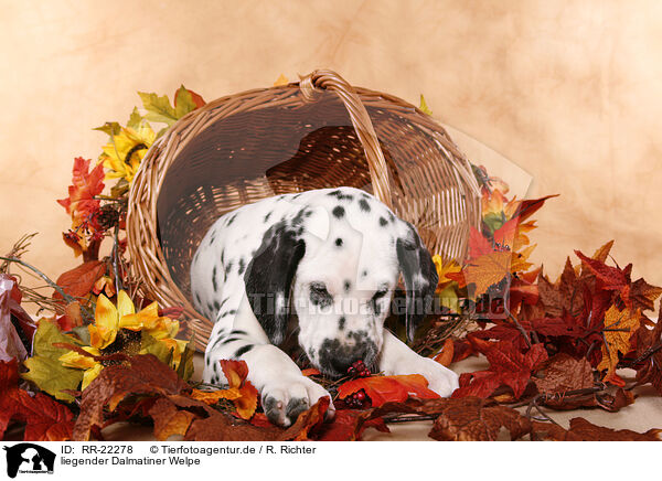 liegender Dalmatiner Welpe / lying Dalmatian puppy / RR-22278