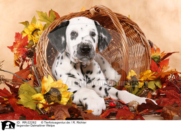 liegender Dalmatiner Welpe / lying Dalmatian puppy / RR-22282