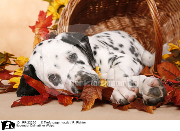 liegender Dalmatiner Welpe / lying Dalmatian puppy / RR-22296