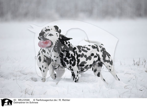 Dalmatiner im Schnee / Dalmatian in the snow / RR-23598