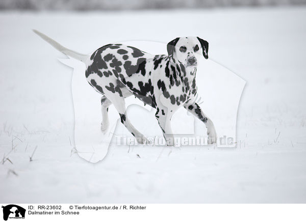 Dalmatiner im Schnee / Dalmatian in the snow / RR-23602