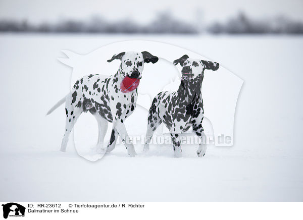 Dalmatiner im Schnee / Dalmatian in the snow / RR-23612