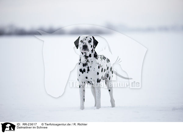 Dalmatiner im Schnee / Dalmatian in the snow / RR-23617