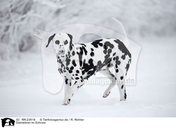 Dalmatiner im Schnee / Dalmatian in the snow / RR-23618